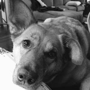 Meet your Posher, Lois